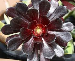 It doesn't need very much water or fertilizer to grow. Why Is My Black Prince Succulent Dying Gardener Report