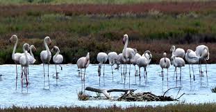 Questa non è la pagina ufficiale della società taranto f.c 1927. Fenicotteri Cavallucci Marini E Delfini Ecco La Taranto Che Resiste All Inquinamento Il Sole 24 Ore