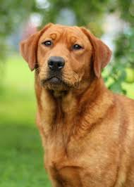 Find a red fox labrador on gumtree, the #1 site for dogs & puppies for sale classifieds ads in the uk. Female Labrador Retrievers