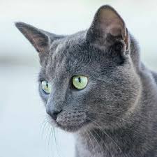 Fold grey cat with yellow eyes sitting at the fireplace. Top 8 Most Gorgeous Grey Cat Breeds