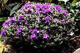 Dwarf Purple Rhododendron Impeditum Flowering Slow Growing Low Growing Evergreen Bush Evergreen Bush Trees And Shrubs Landscape Plan