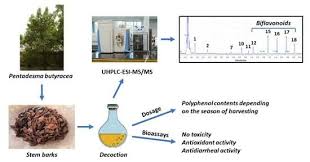 Image result for Pentadesma