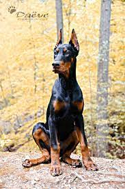 Valter The Doberman Doberman Dogs Doberman Pinscher Dog Doberman