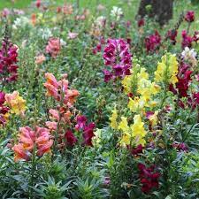 Snapdragon Seeds Tetra Mix Snapdragons Flowers Partial Sun Perennials