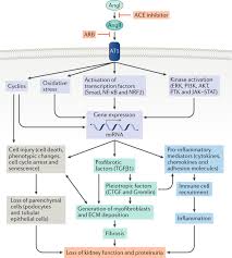 Nabout ¼ of patients present with acute nephritis syndrome. Targeting The Progression Of Chronic Kidney Disease Nature Reviews Nephrology