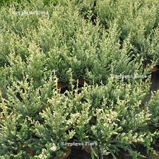 This spreading form of the coastal redwood is one tough plant. Atypique Flore Coniferes Et Plantes Insolites