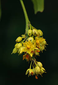 Image result for Rhabdophyllum welwitschii