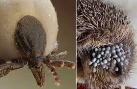 How to get rid of ticks in the yard. How To Kill Ticks In The Yard And Prevent Their Populations Petsepark Com