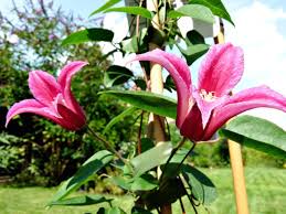 Other common names clematis princess kate synonyms clematis 'zoprika'. Clematite Du Texas Clematis Texensis