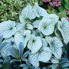 Use plants that are large enough to withstand nibbling. Wimberg Blog Five Great Silver Plants To Try This Year