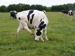 {{l'abattage hors des abattoirs}} est admis l'abattage à la ferme d'animaux des espèces ovines, caprines et porcines ainsi que les volailles et les lapins par les personnes qui les ont élevés et entretenus à condition de réserver la totalité de la viande à la consommation familiale. L Abattage A La Ferme Votre Avis Compte Biowallonie