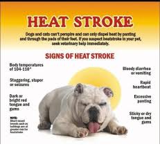 Cats have repeated a heat cycle, which means they are polyestrous. Montrose Animal Shelter Extreme Heat Is With Us It Is The Hottest Month Of The Year Dogs Have A Unique Way Of Getting Rid Of Body Heat That Differs Greatly From