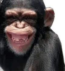 Monyet Lucu Gif Monyet Lucu Funny Gifs Monkeys Funny Funny Animal Videos Funny Animals