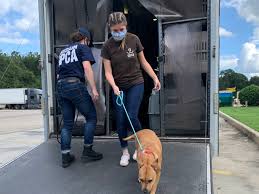 Adopting a new pet gives families so much joy and love while providing that dog, cat, rabbit or pocket pet with a forever home. Animals Displaced By Hurricane Sally Sent To Tampa Bay For Adoption