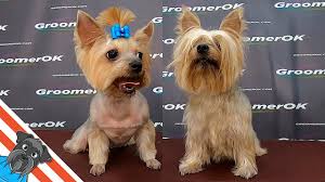 Yorkie Face Grooming Easy And Beautiful Haircut Youtube Yorkie hair styles | yorkie haircut examples. yorkie face grooming easy and beautiful haircut