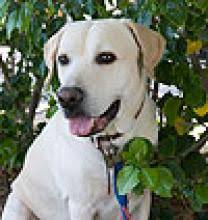 How to train a seizure alert dog. Seizure Dogs Epilepsy Foundation