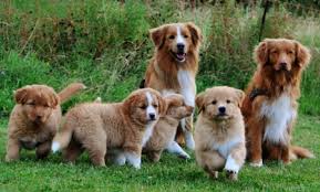 Often called duck tollers or just tollers, they are the little red retrievers often with white bits. Of Sunshine Tollers