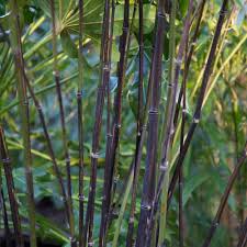 See more ideas about black bamboo, garden design, bamboo garden. Black Bamboo Phyllostachys Nigra Hedges Direct Uk