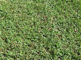 Maybe you would like to learn more about one of these? 3 Best Grass Types For Lawns In San Diego Ca Lawnstarter