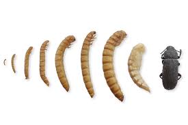 Mehlwurmer Zuchten Zuchten Wurm Mehl