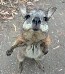 The overwhelming urge to boop 👆 This adorable tammar wallaby was captured  at @clelandwildlifepark by team member Shauni. Nestled in the stunning  Adelaide Hills, Cleland Wildlife Park lets you get up close