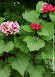Image result for Clerodendrum abilioi