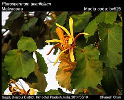 Image result for Pterospermum acerifolium