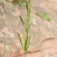 Image result for Agrostis continuata