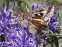 Image result for Syngrapha hochenwarthi