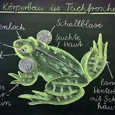 Ich Wollte Euch Hier Noch Das Fertige Tafelbild Zur Heutigen Sachunterrichtsstunde Zeigen Zu Sehen Ist Der Teichfrosch Grundschule Frosch Grundschullehrer
