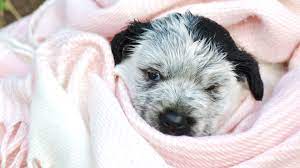 I wash my dogs with the mildest. 3 Ways To Bathe A Newborn Puppy Wikihow