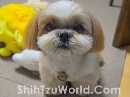 3 most stunning shih tzu haircuts 1 puppy cut 2 teddy bear 3. Guide To Top Shih Tzu Hair Cuts And Hair Styles Shih Tzu World