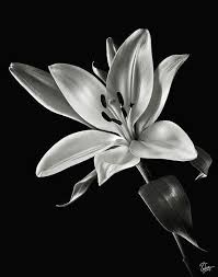 What S Hot Google Black And White Flowers Tiger Lily Tattoos Tiger Lily