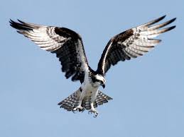 Big Birds With White Heads Osprey Osprey Bird Eagle Animals Birds