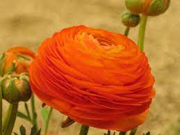 Beautiful Ruffled Orange Ranunculus Ranunculus Flowers Ranunculus Flowers
