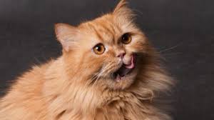 You can try giving a cat a peanut whole, but i'm not sure many cats would be interested in. Can Cats Eat Peanut Butter Do They Like It