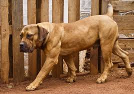 Coomore Frodo Owned By James Brennan Goruntuler Ile Kopek