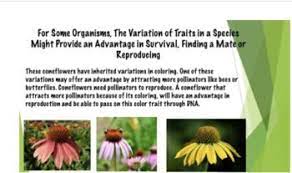 3rd Grade Inherited Traits And Acquired Traits 3 Ls3 1 3 Ls3 2 And 3 Ls4 2 Science Teacher Resources Upper Elementary Science Elementary Science Teacher