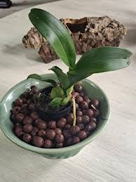 Image result for Angraecum calceolus