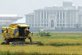 Hal ini di karrnakan padi inpari sidenuk mempunyai daya tahan selain itu, rasa nasinya yang pulen dan masa tanam genjah yang hanya membutuhkan waktu 103 hari setelah tanam, membuat petani. Carian Mengenai Topik Padi Dan Beras Astro Awani