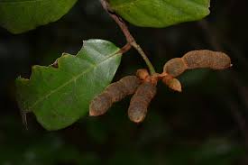 Image result for Monanthotaxis poggei