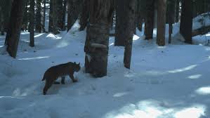 A georgia woman says she killed a rabid bobcat with bare hands after it attacked her in her driveway. I0h6cem 6jqlm
