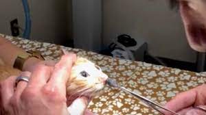 ご注意を】獣医がピンセットを猫の鼻の穴に刺すと、経験豊富な医師をも驚かせるものが出てくる。 - YouTube
