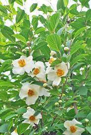 Ornamentally, there are gingers for just about every taste. Got A Tiny Yard You Can Still Grow These Totally Gorgeous Trees Small Ornamental Trees Small Trees For Garden Ornamental Trees