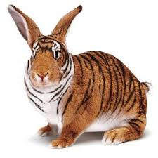 Tiger Bunny I Want One Lol Weird Photoshop Animals Tiger Rabbit Ta Photoshopped Animals Animal Mashups Fake Animals