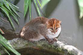 Flatheaded Cat Felis Planiceps Wild Cats Cat Species Rare Cats