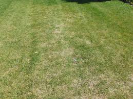 Signs of a lawn grub infestation:irregular patches of brown grass throughout your lawn; Do Not Treat Japanese Beetle Grubs In Spring