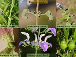 Image result for Lamiaceae