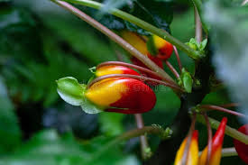 Image result for Impatiens niamniamensis