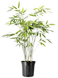 Image result for Bambusa